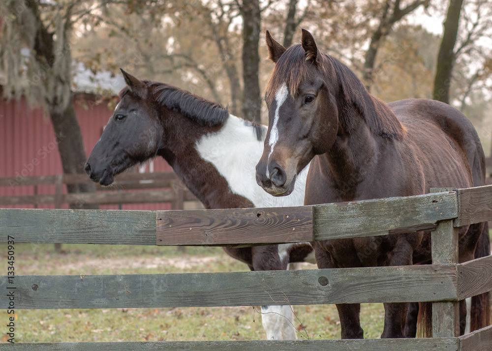 Horses Eating Playing in Pasture