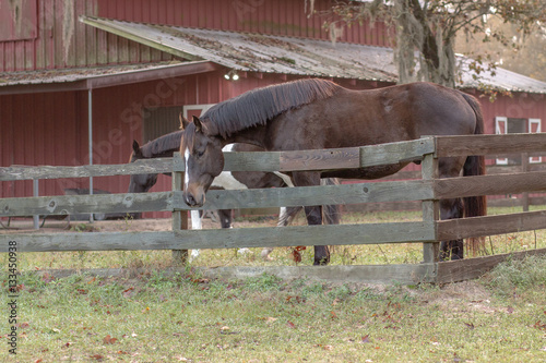 Horses Eating Playing in Pasture