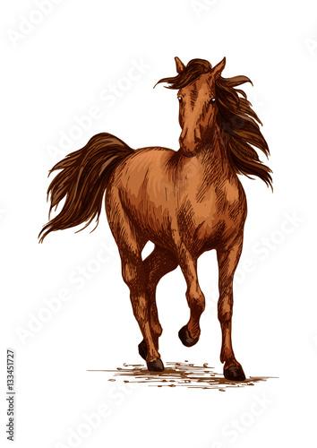 Brown horse running gallop on races vector sketch