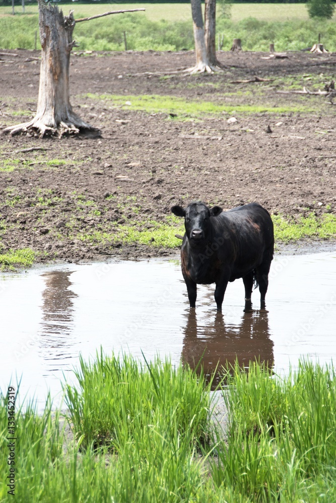 Bull in Water Bull in Water