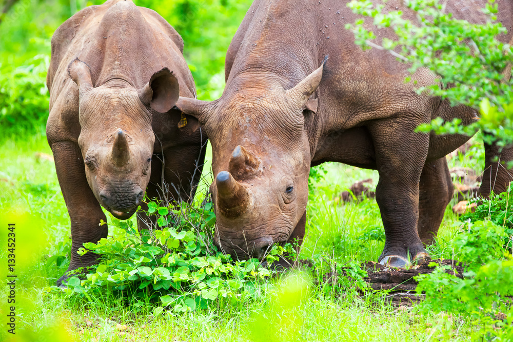 Mother and baby Rhino calf grazing in green grass vegetation. Mother and baby Rhino calf grazing in green grass vegetation.