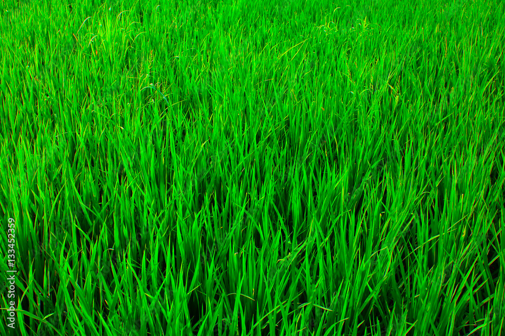 Green rice. Green rice.