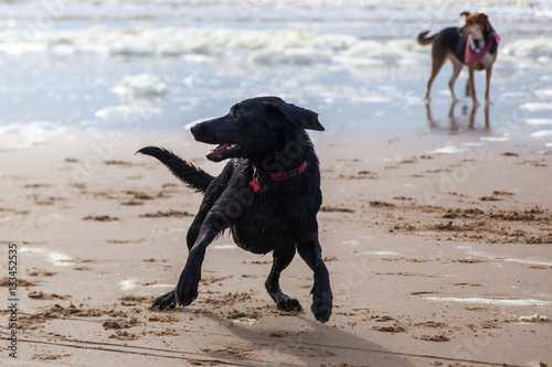 black dog at the beach
