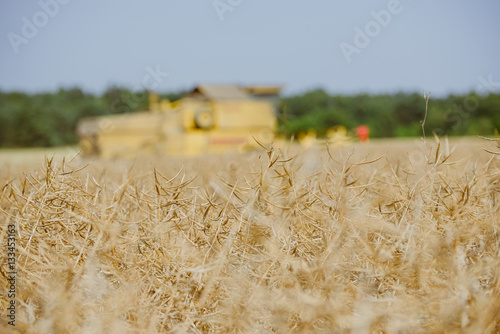 Combine harvesting the rape field