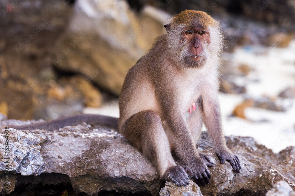 Obraz premium Monkey Beach