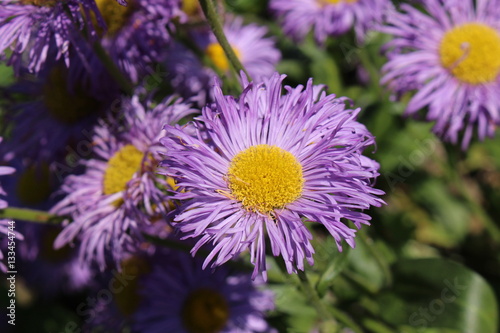 Blue hybrid  Fleabane  flowers in St. Gallen  Switzerland. Its Latin name is Erigeron Grandiflorum.