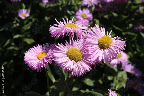 Pink hybrid  Fleabane  flowers in St. Gallen  Switzerland. Its Latin name is Erigeron Rosa Juwel  Pink Jewel .