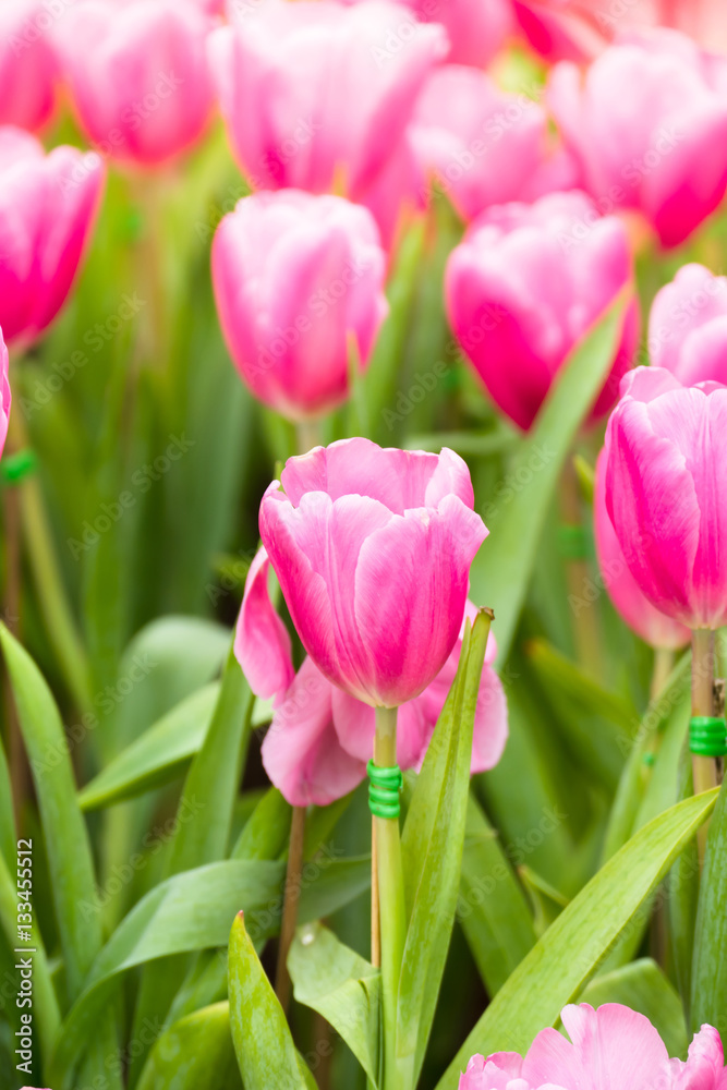 Fototapeta premium Tulip. Beautiful bouquet of tulips. colorful tulips.