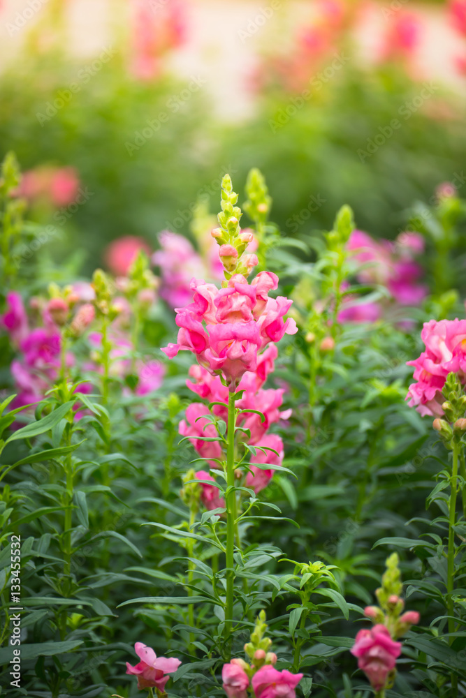 The background image of the colorful flowers The background image of the colorful flowers