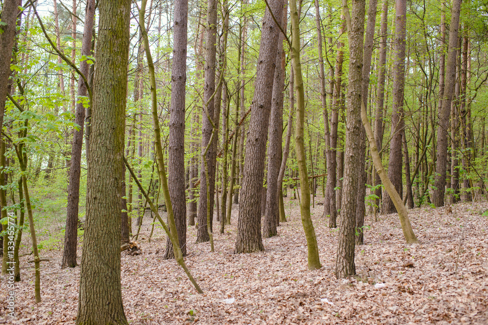 Beautiful nature at morning in the misty spring forest