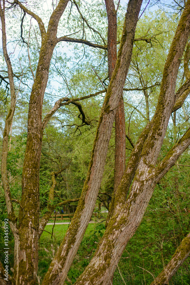 Fototapeta premium Beautiful nature at morning in the misty spring forest