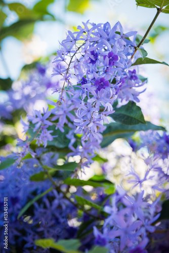 Fototapeta Naklejka Na Ścianę i Meble -  Purple bouquet flowers