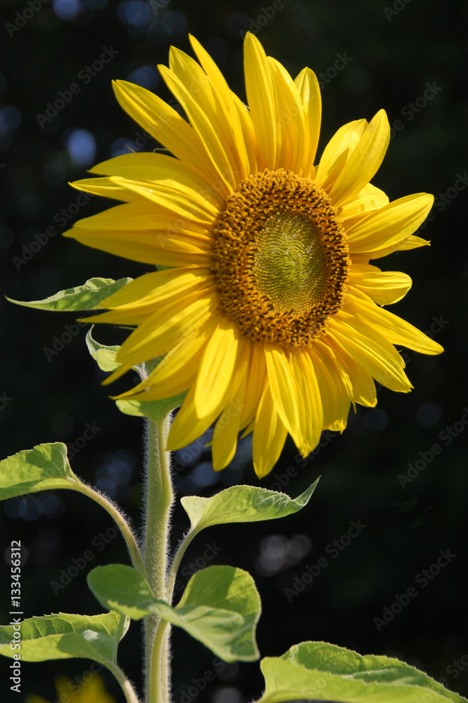 Obraz premium Sunflower with dark background