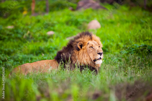 Male lion lying down in green grass.  Zimbabwe Africa.