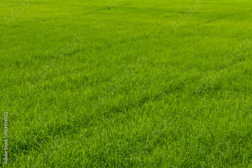 Background green rice fields.