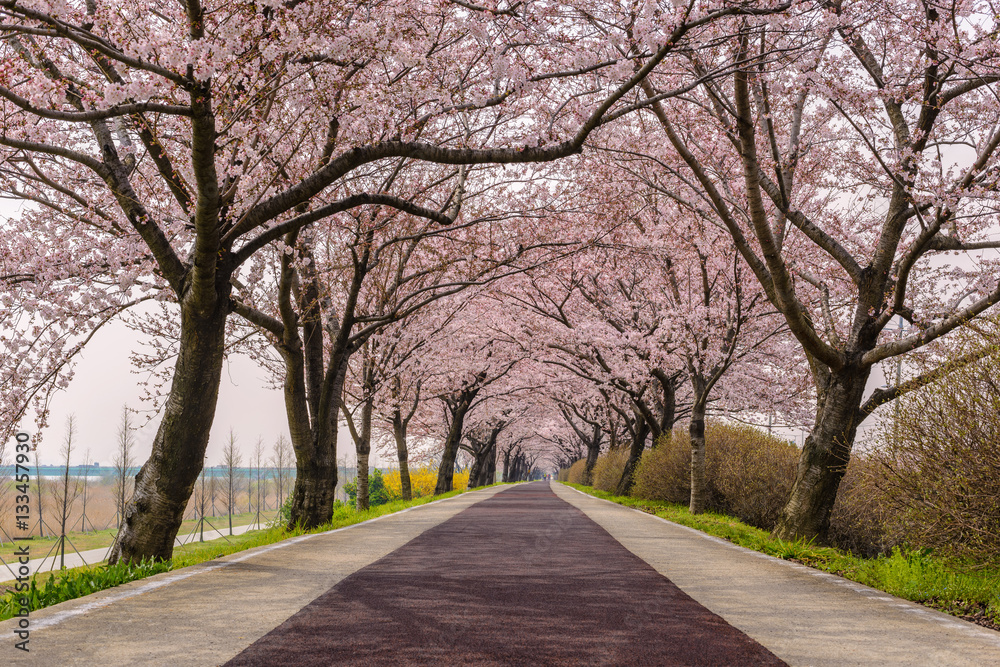Spring pink cherry blossom tree and walk path in Busan, South Korea Spring pink cherry blossom tree and walk path in Busan, South Korea