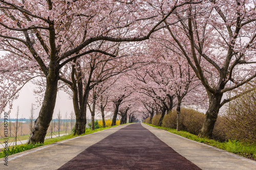 Spring pink cherry blossom tree and walk path in Busan, South Korea