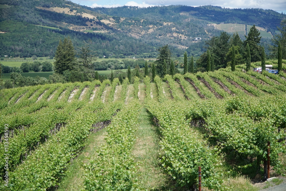 Vineyard in Napa Valley California