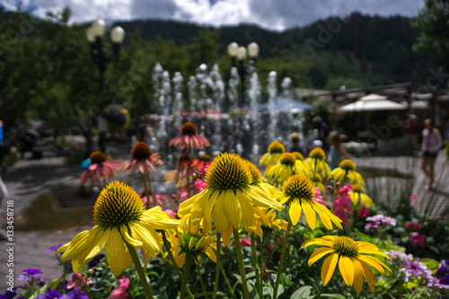 Yellow Cone flowers or daisies in the Aspen, Colorado Central Park with a water fountain and children in the background 