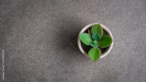 Little tree in little pot, plant decoration in home or office