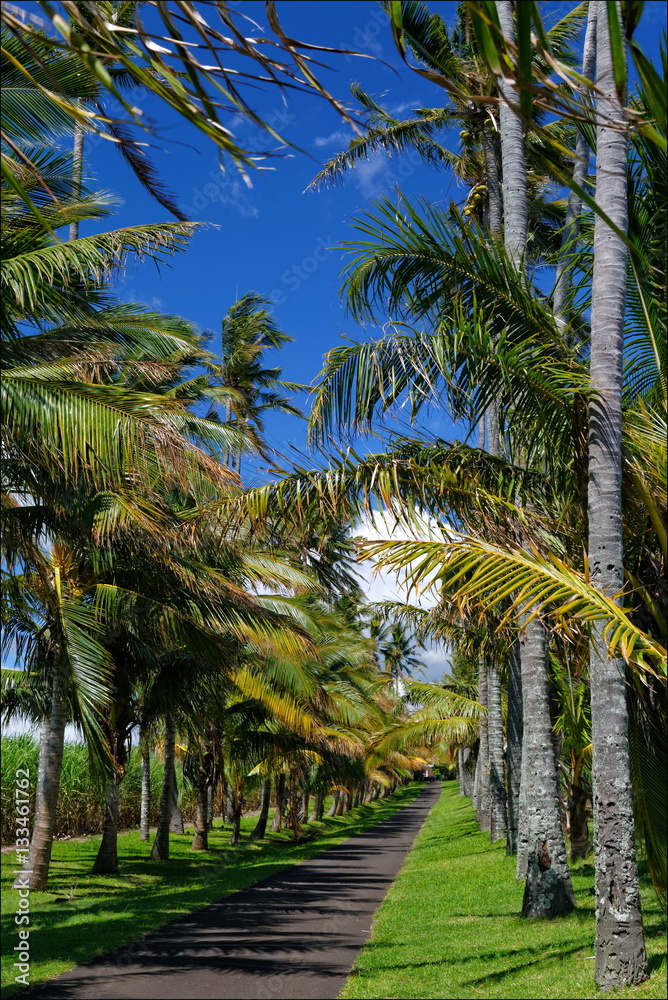 Obraz premium allée