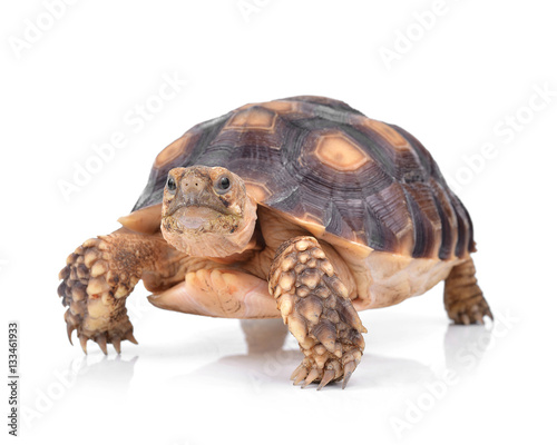 turtle isolated on white background