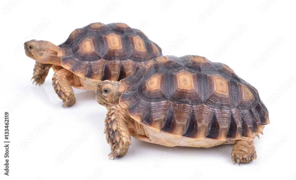 turtle isolated on white background turtle isolated on white background