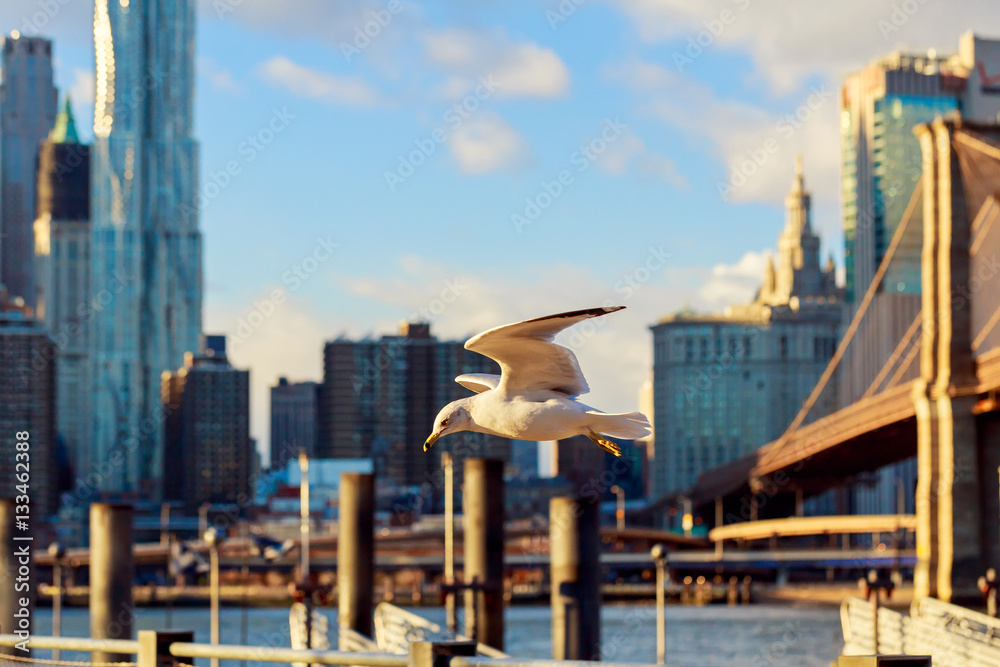 Obraz premium cormorants flying in the background of Brooklyn Bridge over