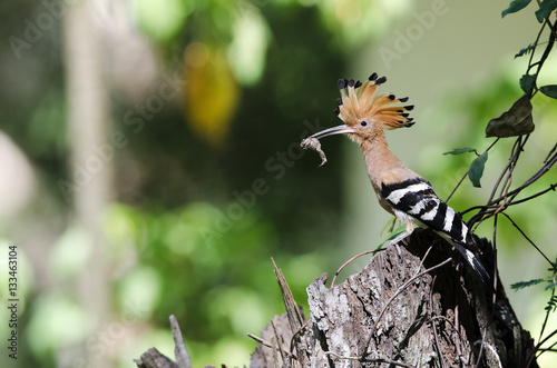 Bird, Common Hoopoe ( Upupa epops ), Birds on stump, Bird with o