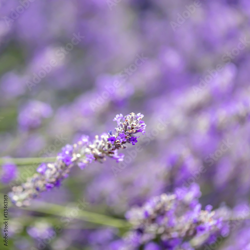 Lavender Flowers Background Soft Focus