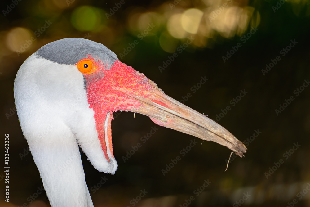 Wattled crane (Bugeranus carunculatus) Closeup of white, and grey plumage, orange and red beak. 