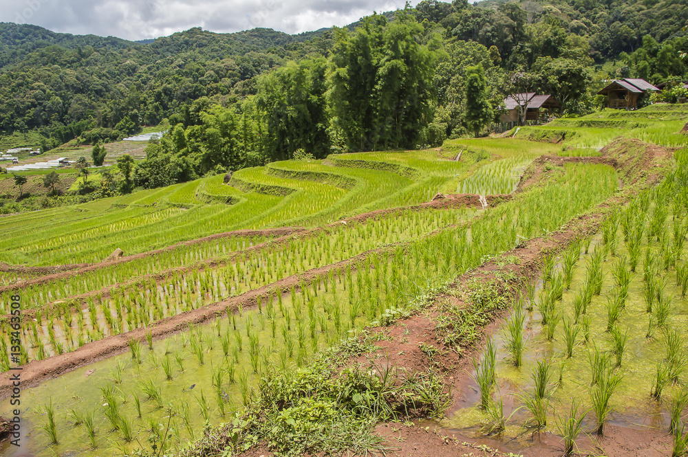 Rice Terraces at Ban Papongpieng Chiangmai Thailand