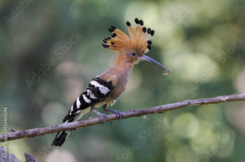 Bird, Common Hoopoe ( Upupa epops ), Birds on branch, Bird with © Nuwat