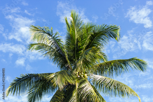 Wallpaper Mural Coconut palm tree Torontodigital.ca
