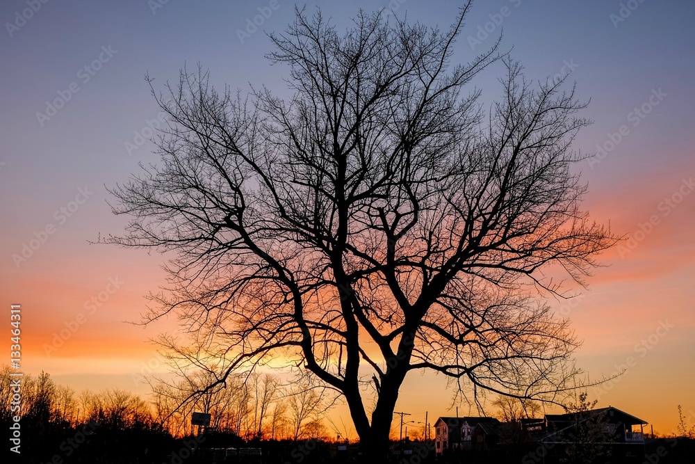 Tree at dawn