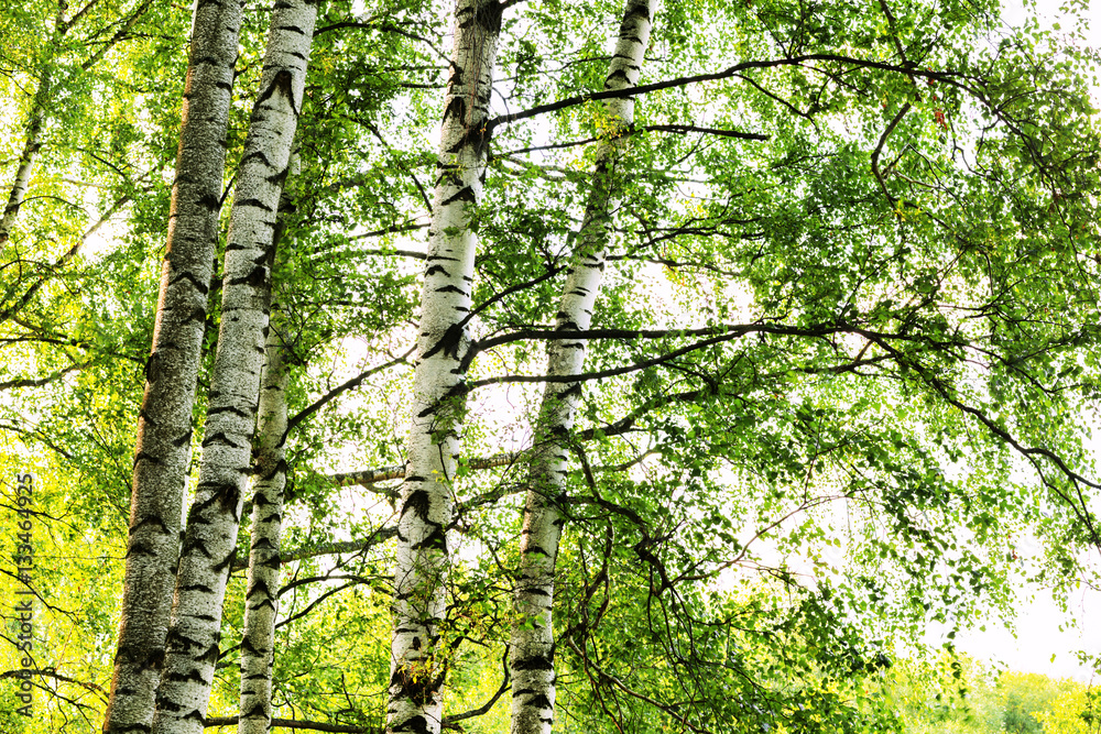 Fototapeta premium summer in sunny birch forest