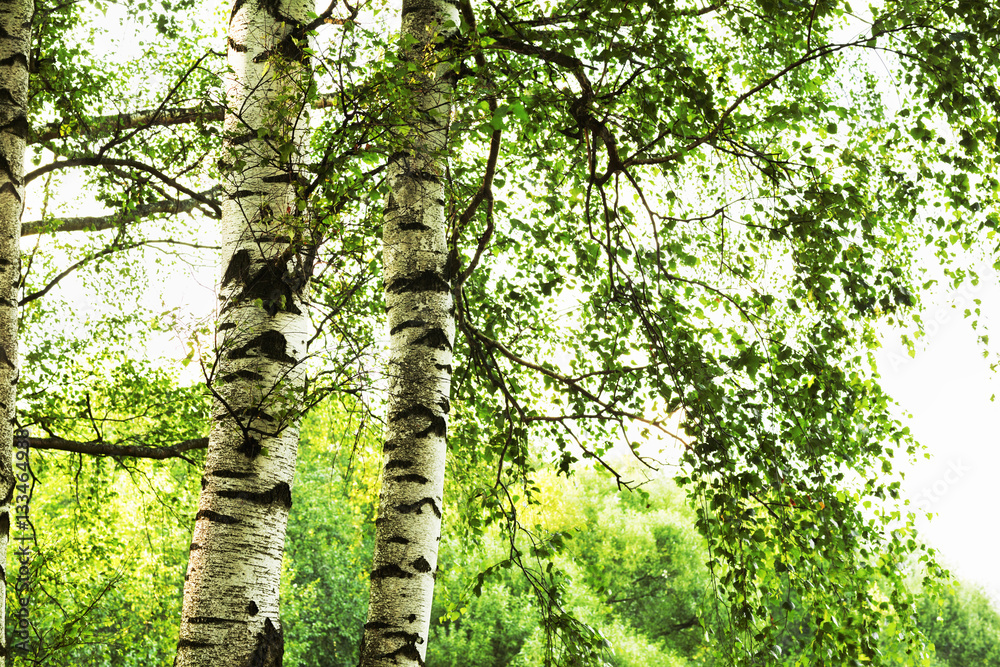 Fototapeta premium summer in sunny birch forest