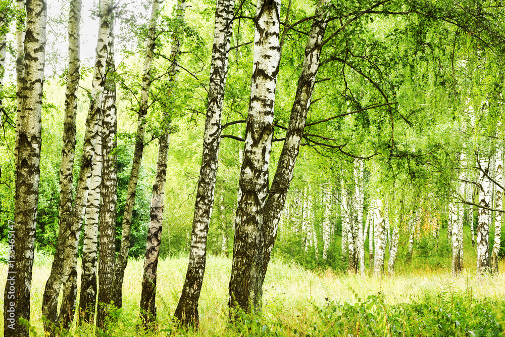 Obraz premium summer in sunny birch forest