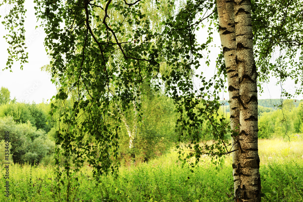 Fototapeta premium summer in sunny birch forest
