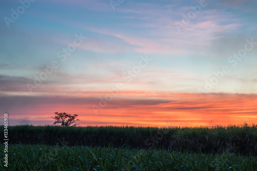 sugar cane with landscape sunset sky photography nature backgrou