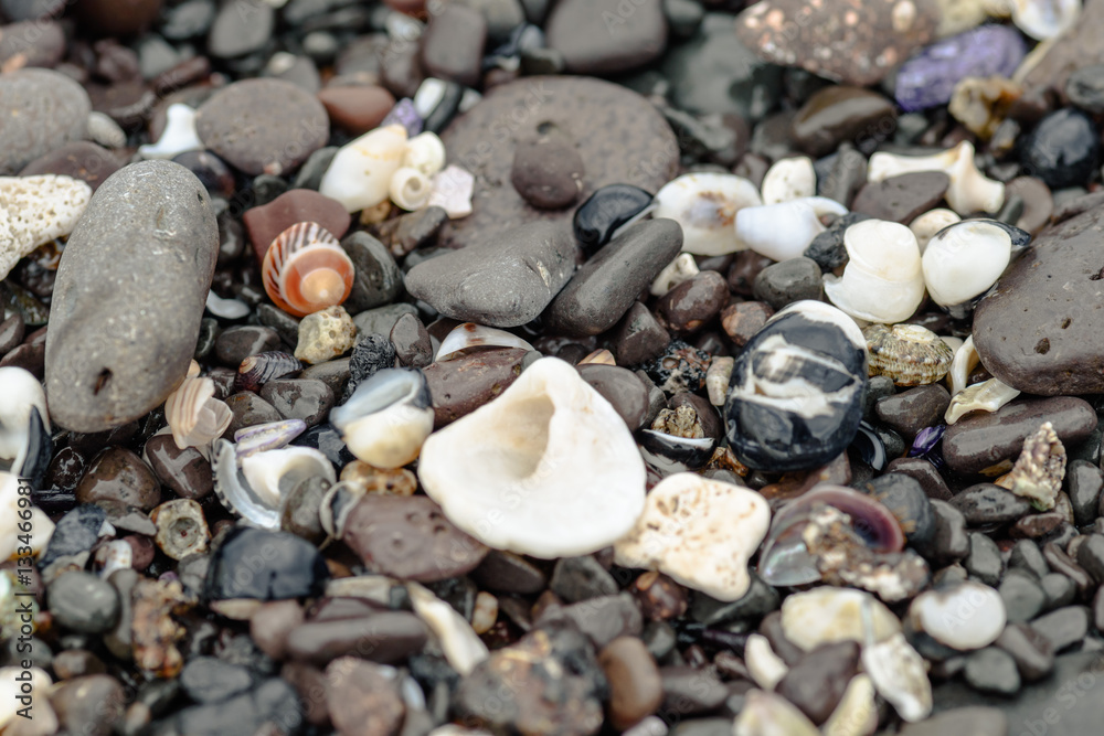 colored stones shells and seaweed on the shore