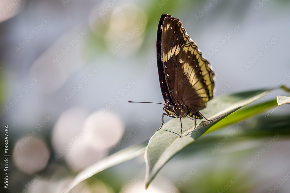 Obraz premium Butterfly on green leaf.
