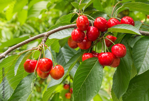 Fototapet closeup of organic ripe cherries on tree in cherry orchard