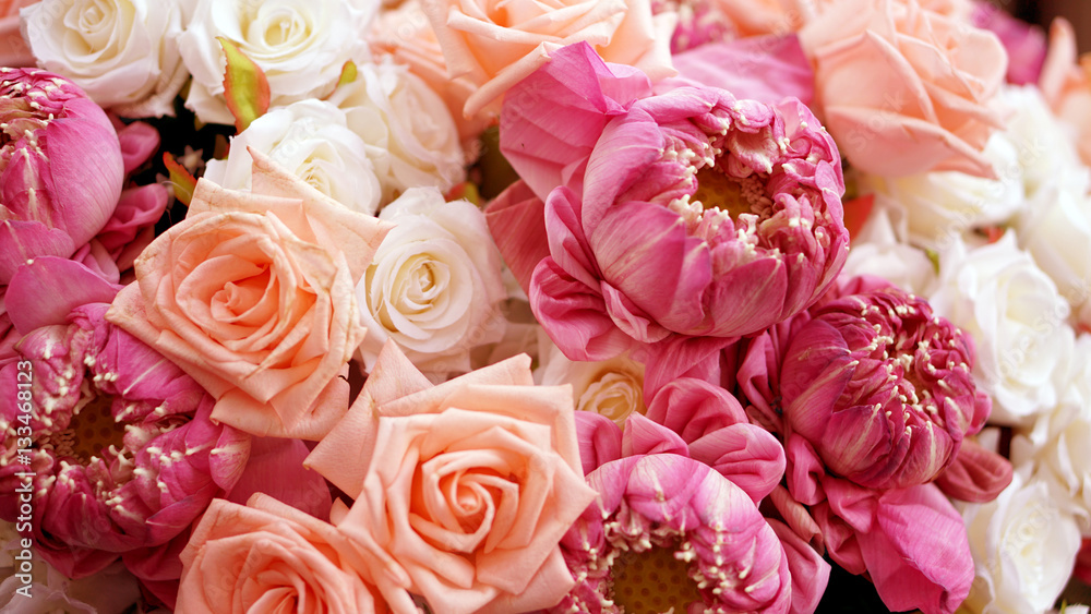 Pink roses and lotuses flower valentine background with copy spa Pink roses and lotuses flower valentine background with copy spa