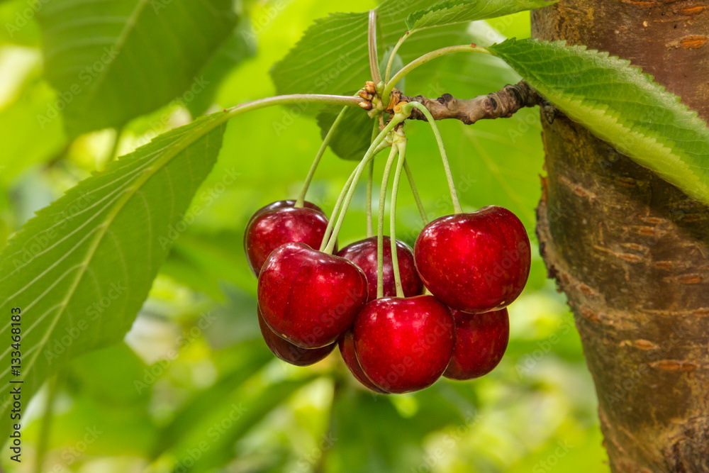 cluster of ripe cherries on cherry tree cluster of ripe cherries on cherry tree