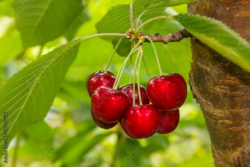 Fényképezés cluster of ripe cherries on cherry tree