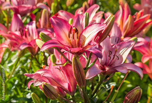 closeup of pink lilies growing in garden 