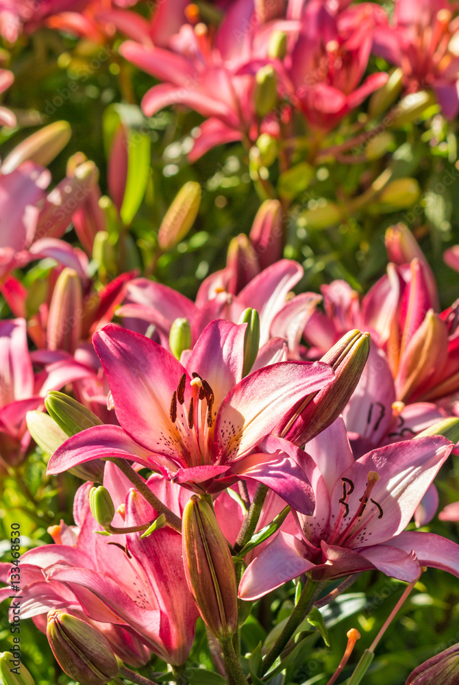 pink lilies in bloom growing in garden