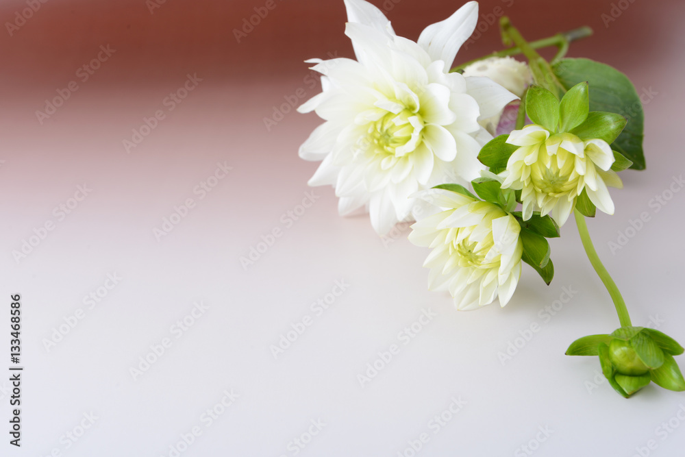 Fototapeta premium ビューティイメージ 