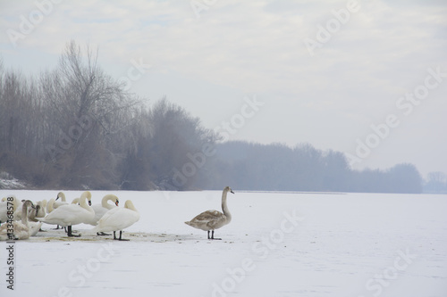 Swans on the frozen river. The bank of a river is covered with mist. Selective focus.